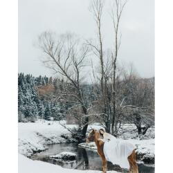 Fluid Elegant Photo Bride In The Snow